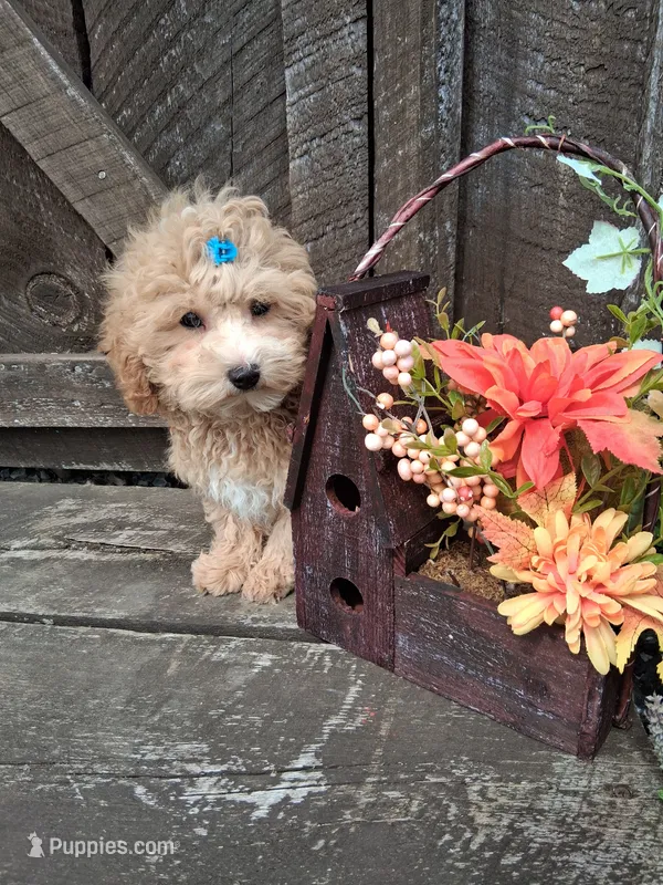 Maltipoo male  – Maltipoo puppy for sale in Black River, NY