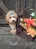 Maltipoo male , a male Maltipoo for sale in Black River, NY – 1 of 2