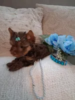 Teacup teddy, a male Yorkshire Terrier for sale in Black River, NY – Photo 3 of 4