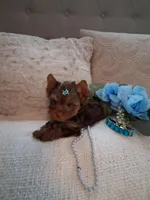 Teacup teddy, a male Yorkshire Terrier for sale in Black River, NY – Photo 4 of 4