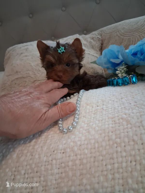 Teacup teddy – Yorkshire Terrier puppy for sale in Black River, NY