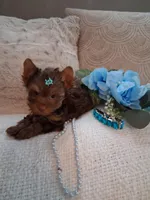 Teacup teddy, a male Yorkshire Terrier for sale in Black River, NY – Photo 2 of 4
