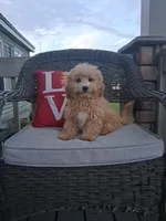 Toby, a male Cavapoo and Maltese for sale in Black River, NY – 2 of 2