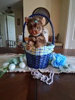 Tiny teddy, a male Yorkshire Terrier for sale in Black River, NY – Photo 2 of 2