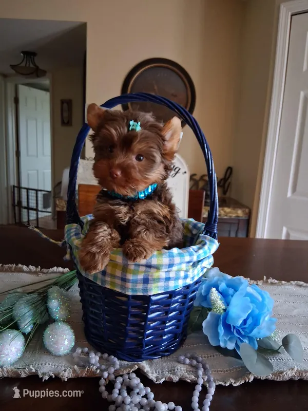 Tiny teddy – Yorkshire Terrier puppy for sale in Black River, NY