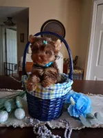 Tiny teddy, a male Yorkshire Terrier for sale in Black River, NY – Photo 1 of 2