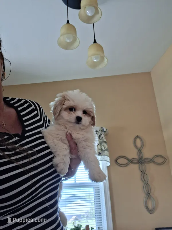 Dolly – Cavapoo puppy for sale in Black River, NY