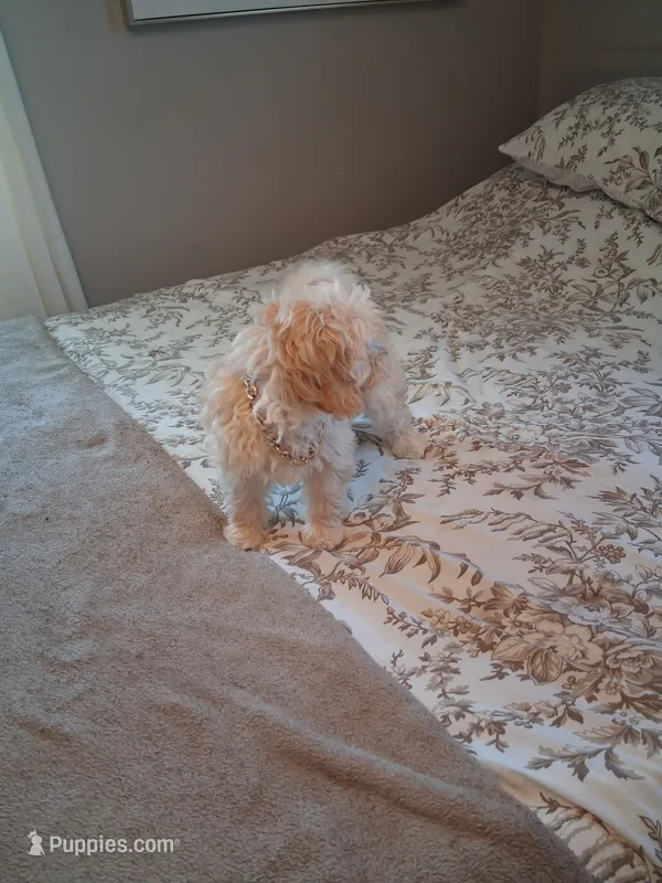 Maltipoo male – Maltipoo puppy for sale in Black River, NY