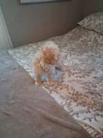 Maltipoo male, a male Maltipoo for sale in Black River, NY – 1 of 3