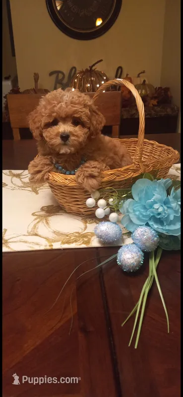 Teddy – Cavapoo puppy for sale in Black River, NY