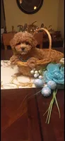 Teddy, a male Cavapoo for sale in Black River, NY – 1 of 1