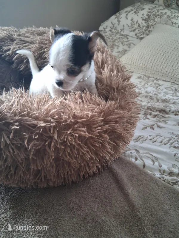 Tino – Shih Tzu puppy for sale in Black River, NY