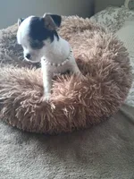 Tino, a male Shih Tzu for sale in Black River, NY – Photo 3 of 3