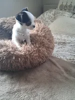 Tino, a male Shih Tzu for sale in Black River, NY – Photo 2 of 3