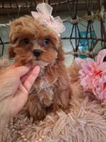 Tilly, a female Cavapoo for sale in Black River, NY – 2 of 2