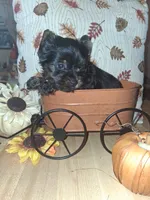 Yorkie 1 akc, a male Yorkshire Terrier for sale in Black River, NY – 2 of 2