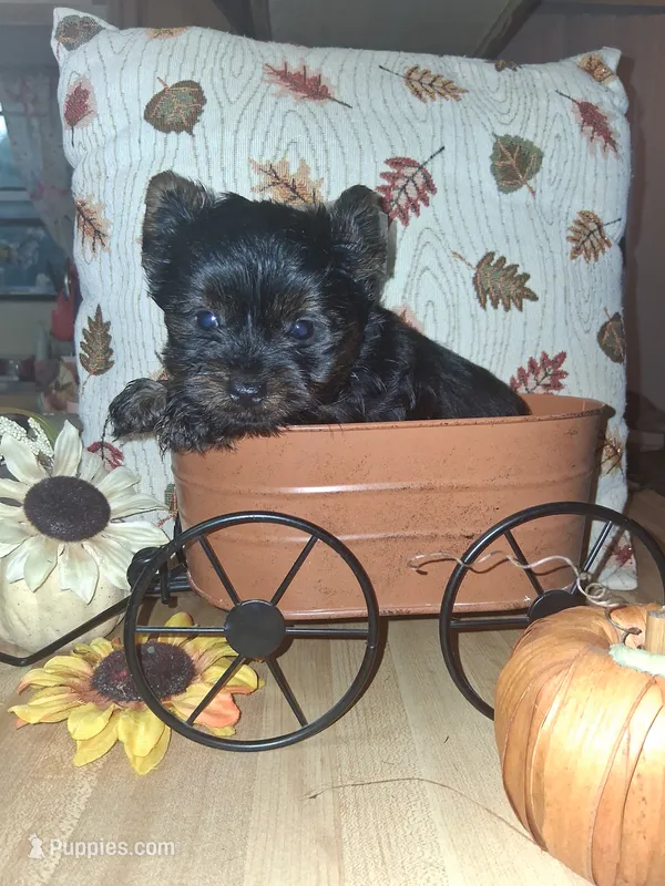Yorkie 1 akc – Yorkshire Terrier puppy for sale in Black River, NY