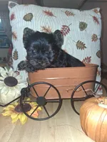 Yorkie 1 akc, a male Yorkshire Terrier for sale in Black River, NY – 1 of 2