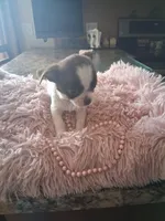 Tica, a female Chihuahua for sale in Black River, NY – Photo 1 of 3