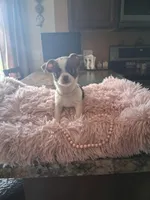 Tica, a female Chihuahua for sale in Black River, NY – Photo 2 of 3