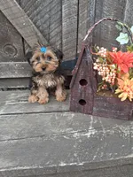 Morkie male, a male Morkie for sale in Black River, NY – 1 of 3