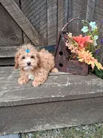 Milo, a male Maltipoo for sale in Black River, NY – 2 of 2