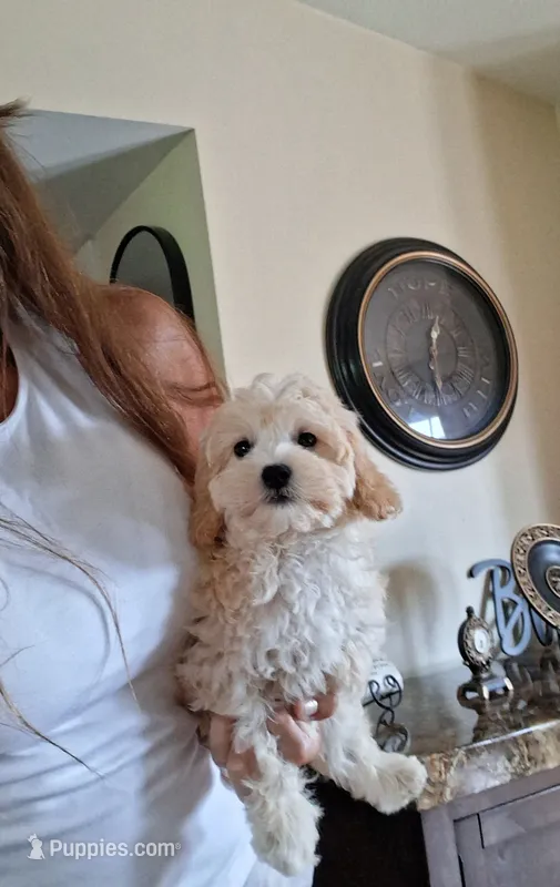 Maltipoo male – Maltipoo puppy for sale in Black River, NY