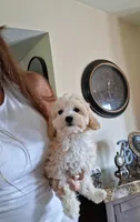 Maltipoo male, a male Maltipoo for sale in Black River, NY – 1 of 1