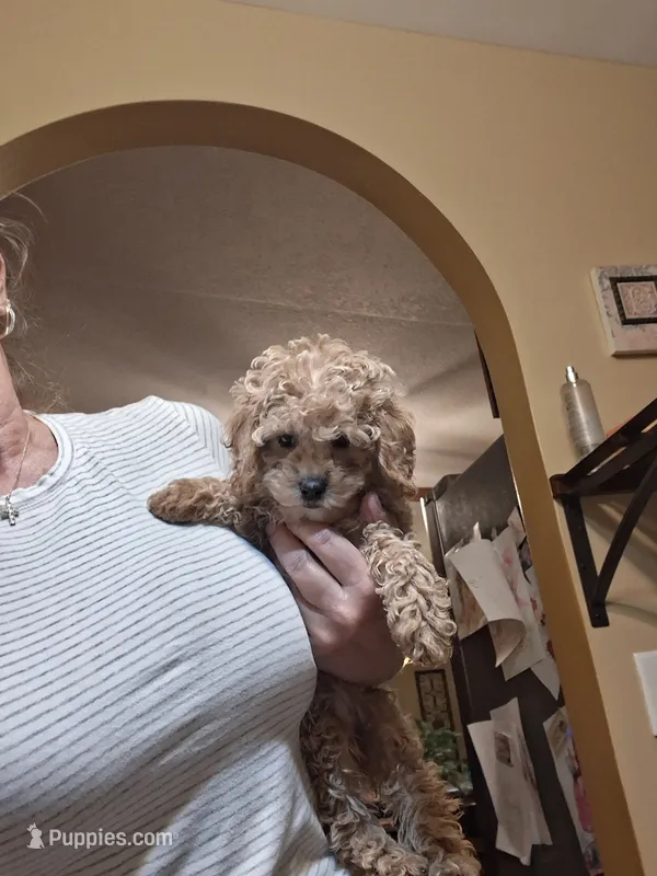 Toby – Cavapoo puppy for sale in Black River, NY