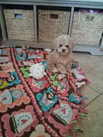 Toby, a male Cavapoo for sale in Black River, NY – 2 of 2
