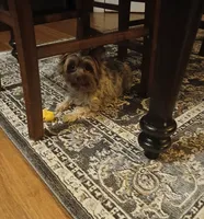 Kesha, a female Yorkshire Terrier for sale in Black River, NY – 1 of 1