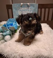 Teddy, a male Morkie for sale in Black River, NY – Photo 1 of 2