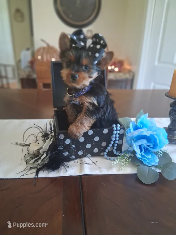 Akc Toby – Yorkshire Terrier puppy for sale in Black River, NY