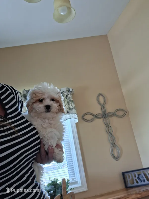 Teddy – Cavapoo puppy for sale in Black River, NY