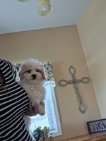 Teddy, a male Cavapoo for sale in Black River, NY – 1 of 1