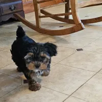 Bentley , a male Yorkshire Terrier for sale in Black River, NY – 1 of 1