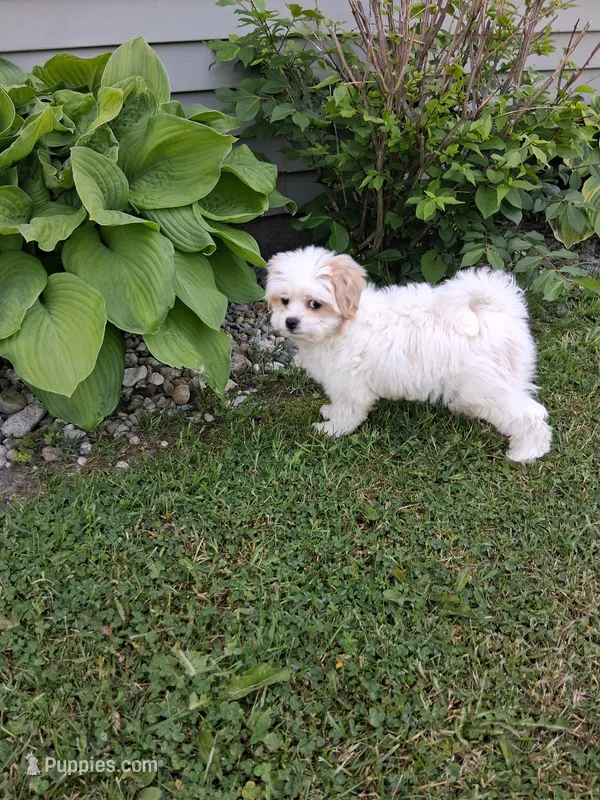 Toby – Cavapoo, Shih Tzu puppy for sale in Black River, NY