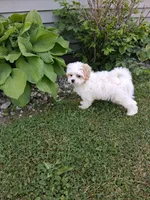 Toby, a male Cavapoo and Shih Tzu for sale in Black River, NY – 1 of 1