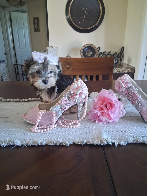 Morkie female  – Morkie puppy for sale in Black River, NY