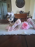 Morkie female , a female Morkie for sale in Black River, NY – 1 of 1
