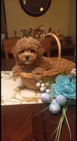 Teddy, a male Cavapoo for sale in Black River, NY – 1 of 1