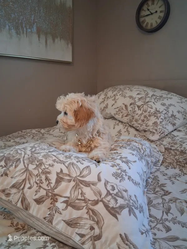 Maltipoo male – Maltipoo puppy for sale in Black River, NY