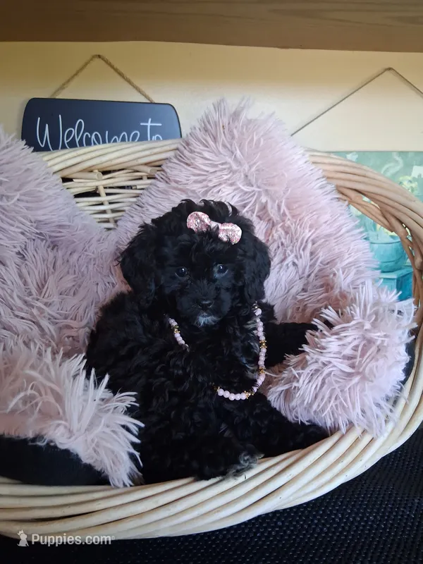 Maura – Cavapoo puppy for sale in Black River, NY