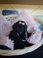 Maura, a female Cavapoo for sale in Black River, NY – 1 of 3