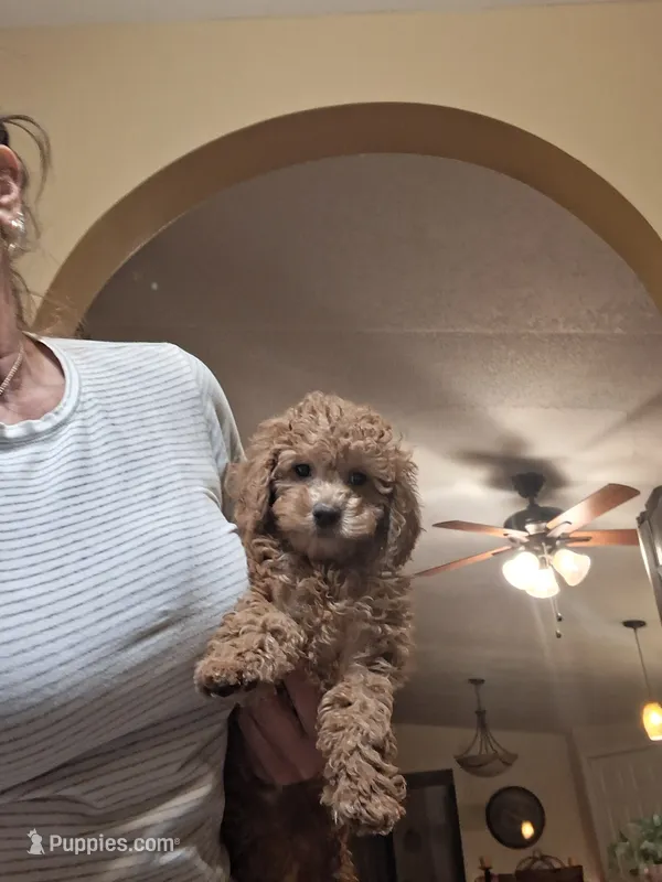 Milo – Cavapoo puppy for sale in Black River, NY