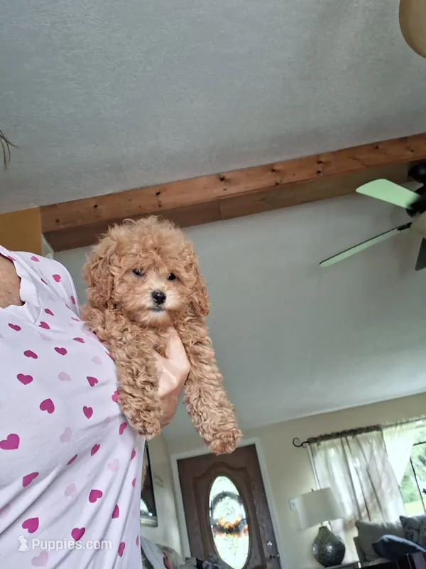 Milo – Cavapoo puppy for sale in Black River, NY