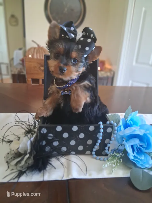 Toby – Yorkshire Terrier puppy for sale in Black River, NY