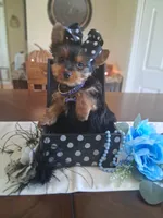Toby, a male Yorkshire Terrier for sale in Black River, NY – 1 of 2