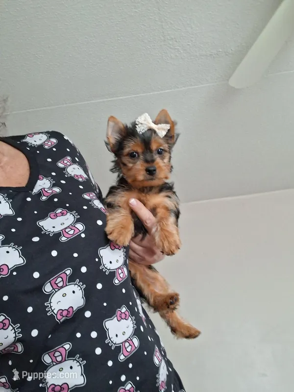 Lilly – Yorkshire Terrier puppy for sale in Black River, NY