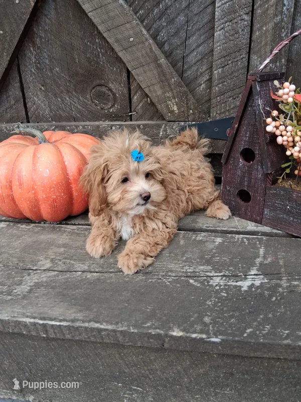 Milo – Maltipoo puppy for sale in Black River, NY